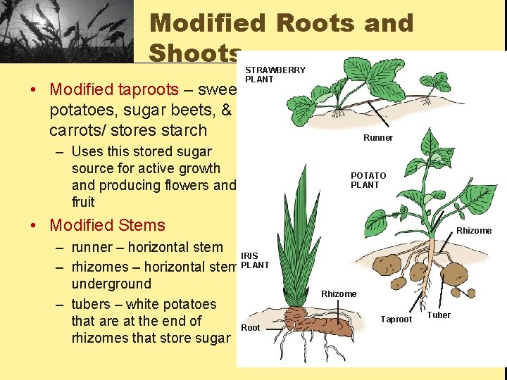Modified Roots and Shoots • Modified taproots – sweet potatoes, sugar beets, & carrots/