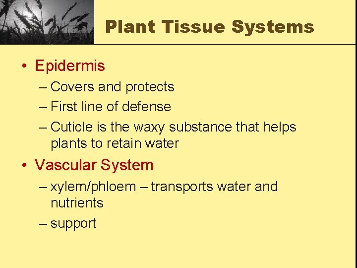 Plant Tissue Systems • Epidermis – Covers and protects – First line of defense
