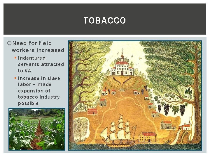 TOBACCO Need for field workers increased § Indentured servants attracted to VA § Increase