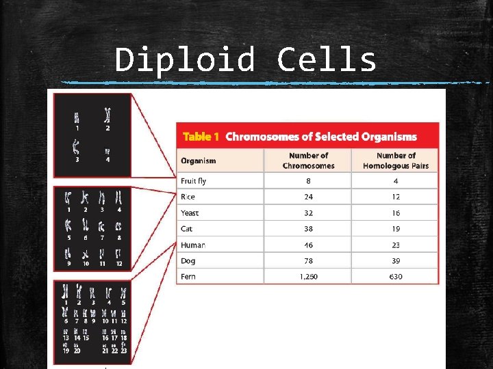 Diploid Cells 