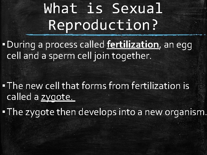 What is Sexual Reproduction? ▪ During a process called fertilization, an egg cell and