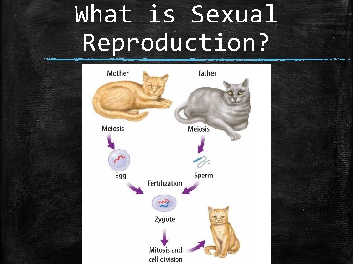 What is Sexual Reproduction? 