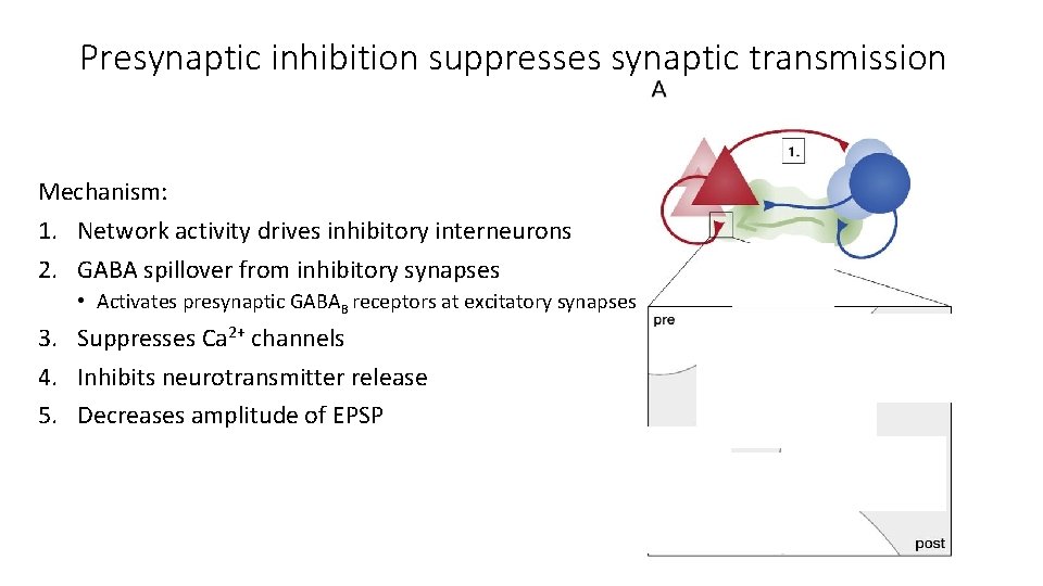 Presynaptic inhibition suppresses synaptic transmission Mechanism: 1. Network activity drives inhibitory interneurons 2. GABA
