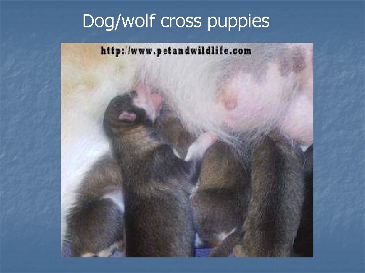 Dog/wolf cross puppies Dog/wolf cross puppies