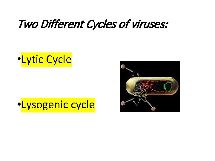 Two Different Cycles of viruses: • Lytic Cycle • Lysogenic cycle 