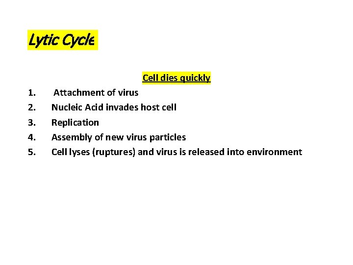 Lytic Cycle Cell dies quickly 1. 2. 3. 4. 5. Attachment of virus Nucleic