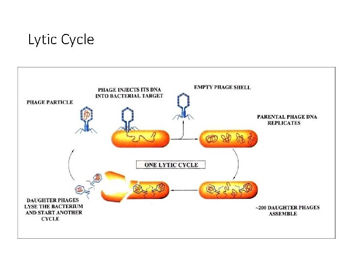 Lytic Cycle 