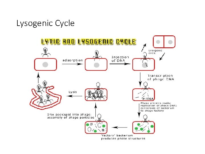 Lysogenic Cycle 