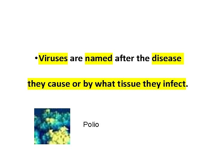 • Viruses are named after the disease they cause or by what tissue