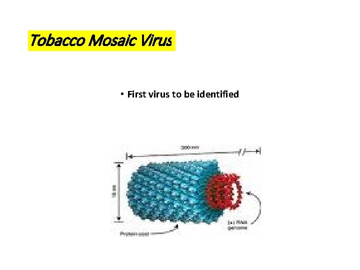 Tobacco Mosaic Virus • First virus to be identified 