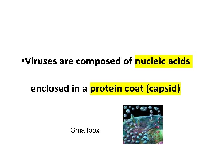  • Viruses are composed of nucleic acids enclosed in a protein coat (capsid)