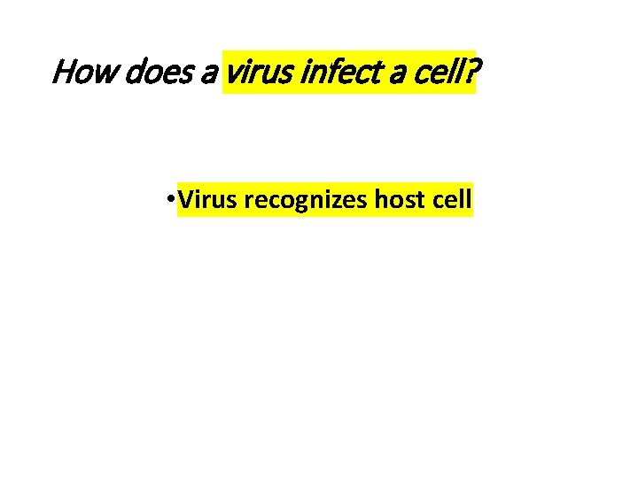How does a virus infect a cell? • Virus recognizes host cell 