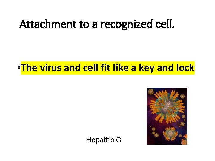 Attachment to a recognized cell. • The virus and cell fit like a key