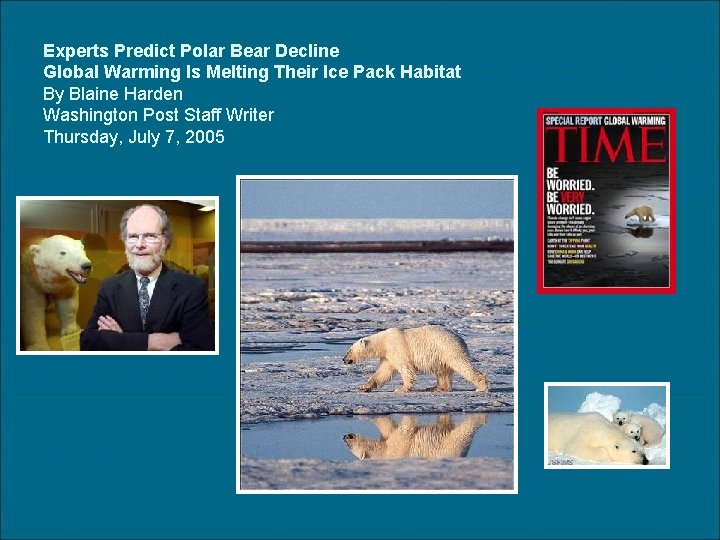 Experts Predict Polar Bear Decline Global Warming Is Melting Their Ice Pack Habitat By