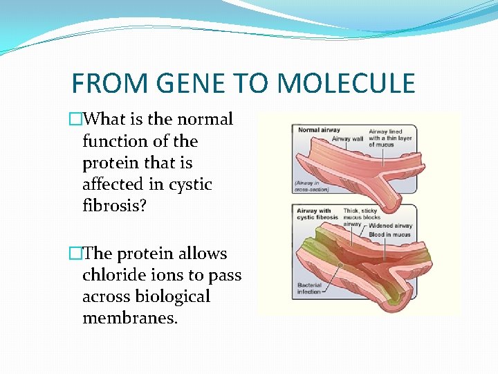 FROM GENE TO MOLECULE �What is the normal function of the protein that is FROM GENE TO MOLECULE �What is the normal function of the protein that is