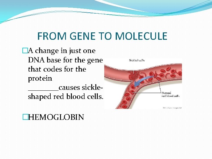 FROM GENE TO MOLECULE �A change in just one DNA base for the gene FROM GENE TO MOLECULE �A change in just one DNA base for the gene