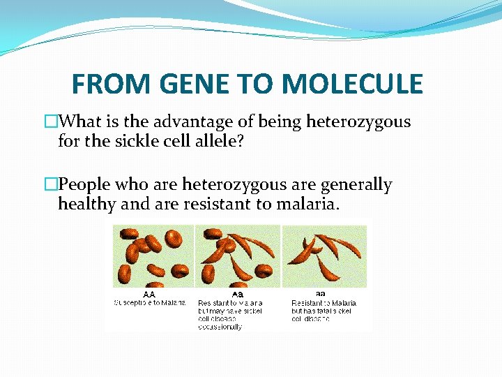 FROM GENE TO MOLECULE �What is the advantage of being heterozygous for the sickle FROM GENE TO MOLECULE �What is the advantage of being heterozygous for the sickle