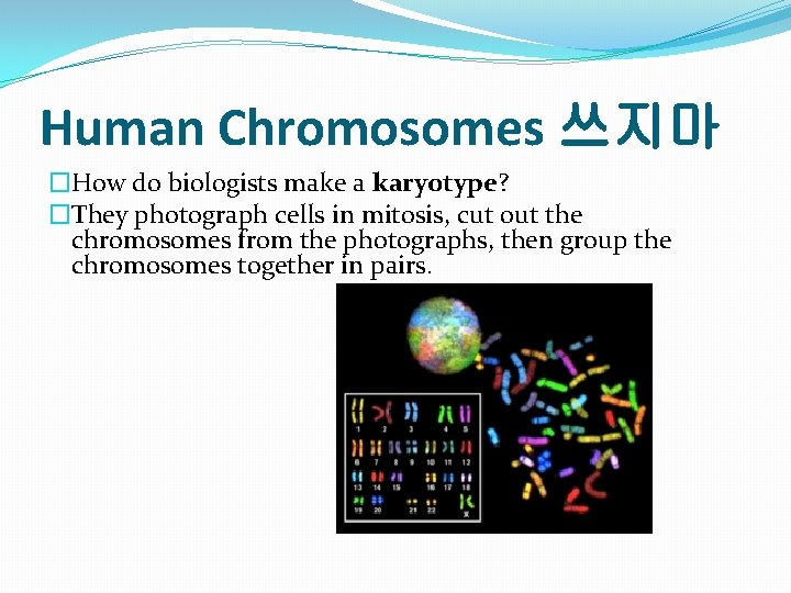 Human Chromosomes 쓰지마 �How do biologists make a karyotype? �They photograph cells in mitosis, Human Chromosomes 쓰지마 �How do biologists make a karyotype? �They photograph cells in mitosis,