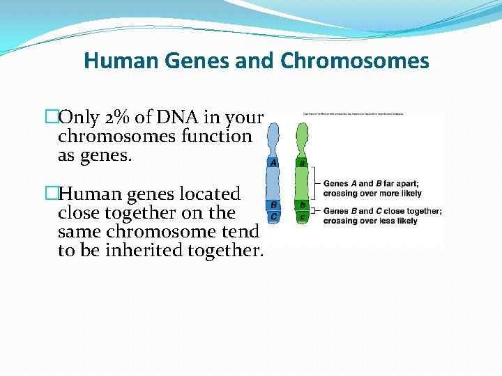 Human Genes and Chromosomes �Only 2% of DNA in your chromosomes function as genes. Human Genes and Chromosomes �Only 2% of DNA in your chromosomes function as genes.