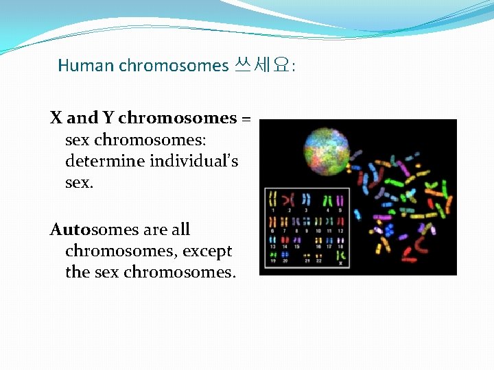 Human chromosomes 쓰세요: X and Y chromosomes = sex chromosomes: determine individual’s sex. Autosomes Human chromosomes 쓰세요: X and Y chromosomes = sex chromosomes: determine individual’s sex. Autosomes