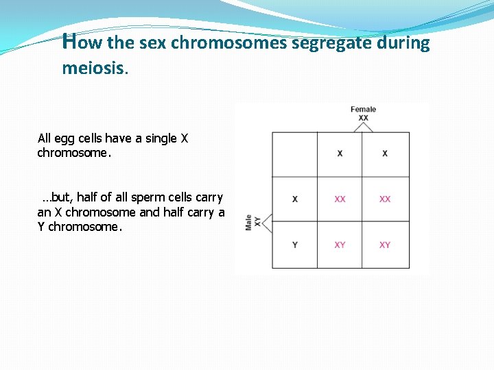 How the sex chromosomes segregate during meiosis. All egg cells have a single X How the sex chromosomes segregate during meiosis. All egg cells have a single X