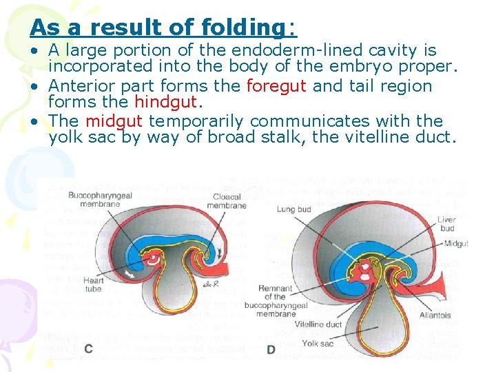 As a result of folding: • A large portion of the endoderm-lined cavity is