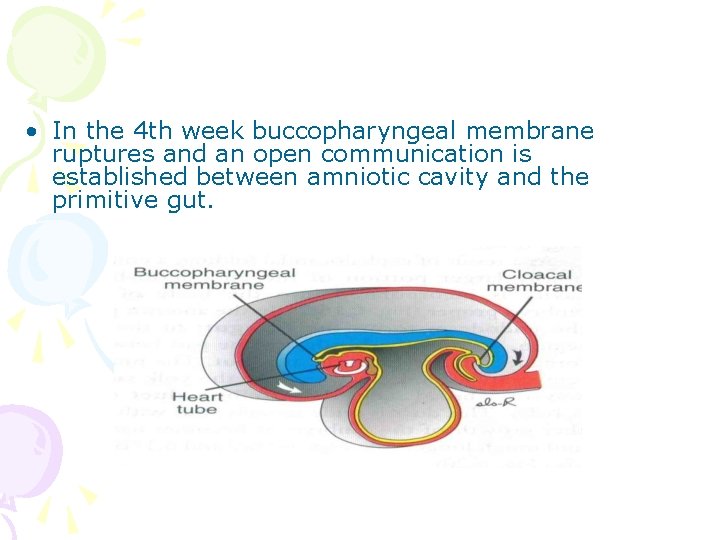  • In the 4 th week buccopharyngeal membrane ruptures and an open communication