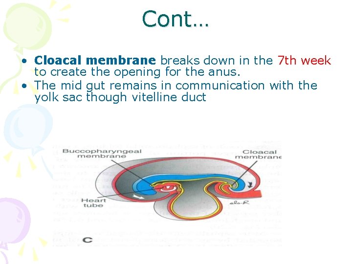 Cont… • Cloacal membrane breaks down in the 7 th week to create the