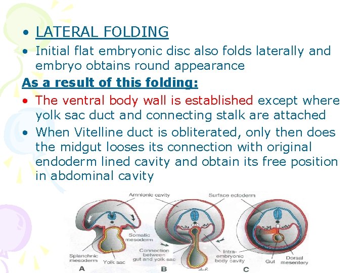  • LATERAL FOLDING • Initial flat embryonic disc also folds laterally and embryo