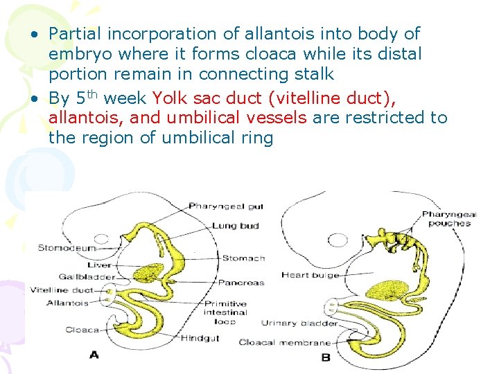  • Partial incorporation of allantois into body of embryo where it forms cloaca