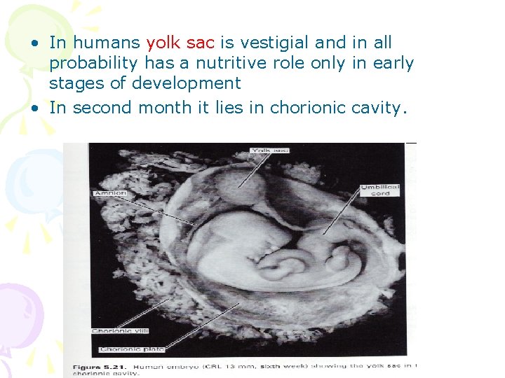  • In humans yolk sac is vestigial and in all probability has a
