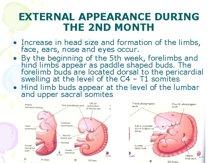 EXTERNAL APPEARANCE DURING THE 2 ND MONTH • Increase in head size and formation