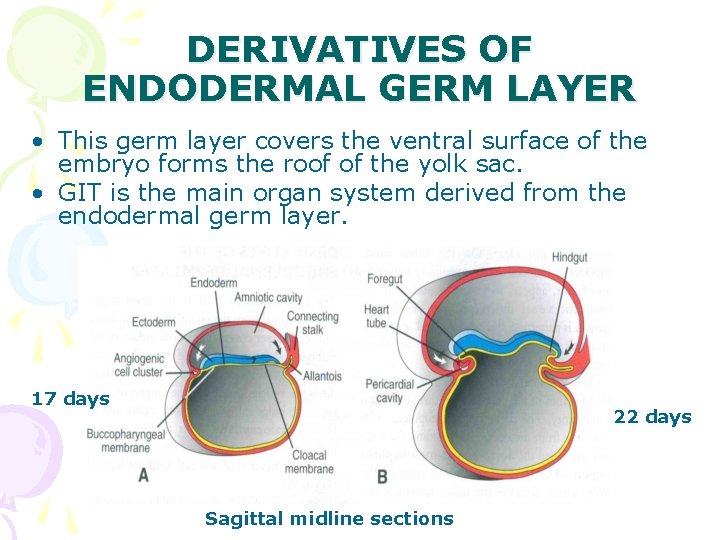 DERIVATIVES OF ENDODERMAL GERM LAYER • This germ layer covers the ventral surface of