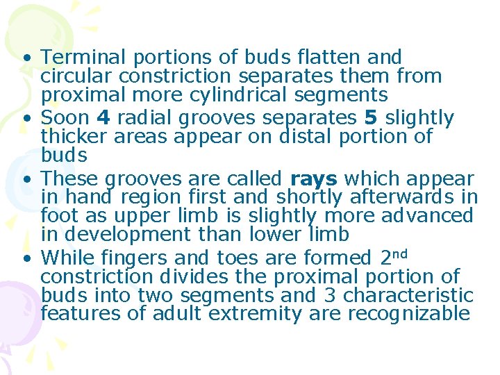  • Terminal portions of buds flatten and circular constriction separates them from proximal