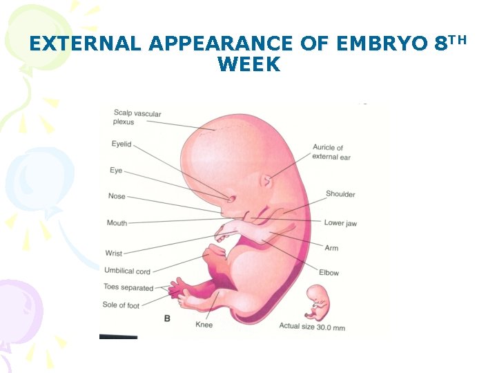 EXTERNAL APPEARANCE OF EMBRYO 8 TH WEEK 