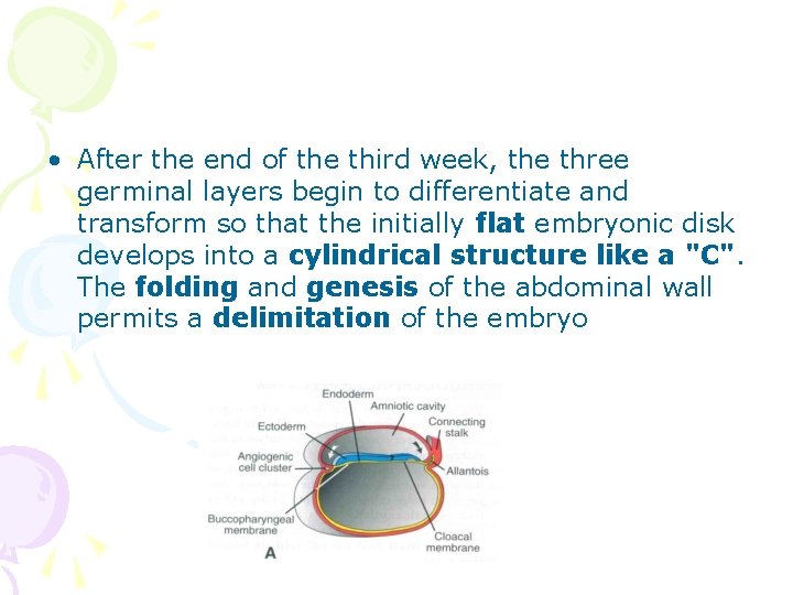  • After the end of the third week, the three germinal layers begin