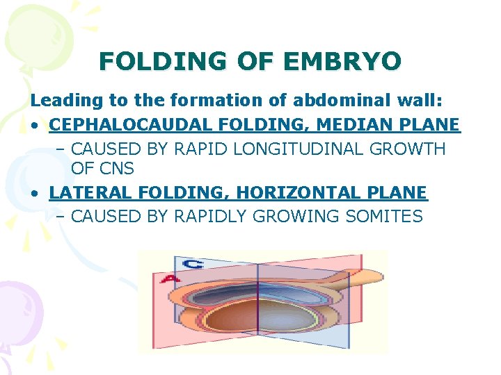 FOLDING OF EMBRYO Leading to the formation of abdominal wall: • CEPHALOCAUDAL FOLDING, MEDIAN