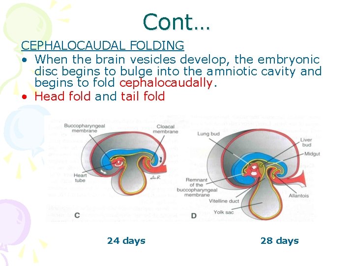 Cont… CEPHALOCAUDAL FOLDING • When the brain vesicles develop, the embryonic disc begins to