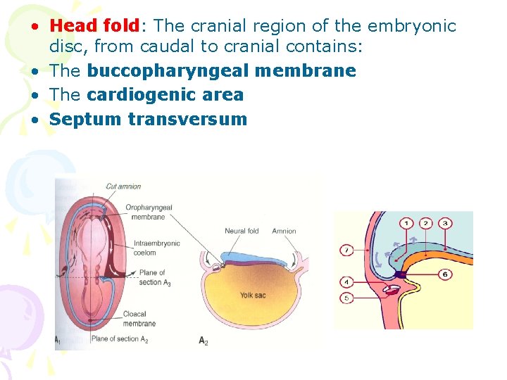  • Head fold: The cranial region of the embryonic disc, from caudal to