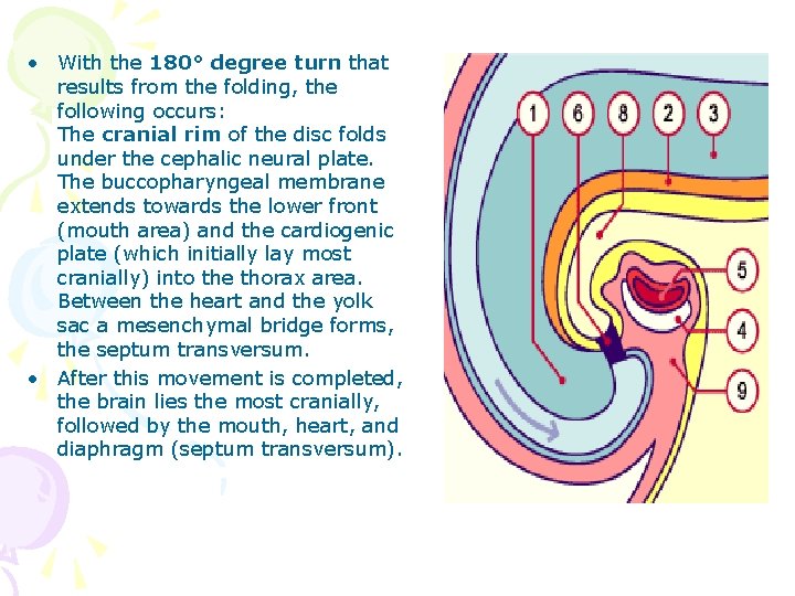  • With the 180° degree turn that results from the folding, the following