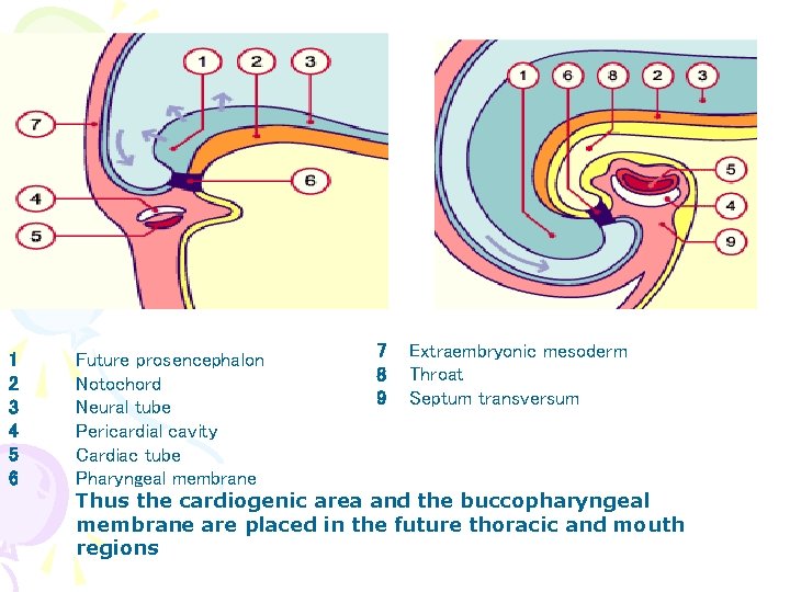 1 2 3 4 5 6 7 Extraembryonic mesoderm Future prosencephalon 8 Throat Notochord