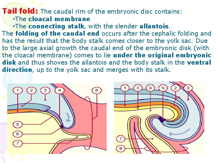 Tail fold: The caudal rim of the embryonic disc contains: • The cloacal membrane