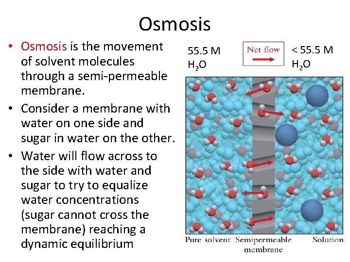 Osmosis • Osmosis is the movement 55. 5 M of solvent molecules H 2 Osmosis • Osmosis is the movement 55. 5 M of solvent molecules H 2
