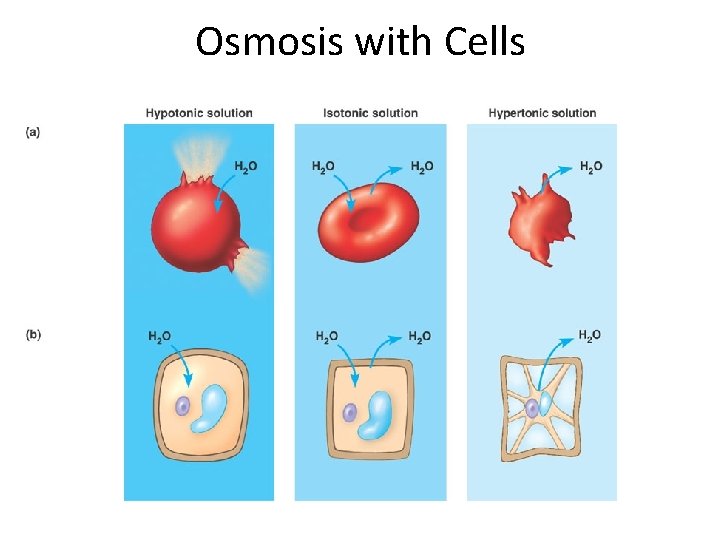 Osmosis with Cells Osmosis with Cells