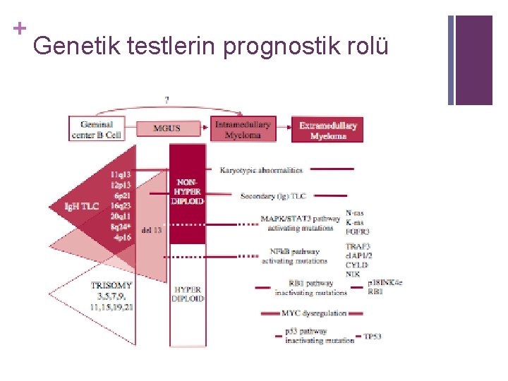 + Genetik testlerin prognostik rolü 