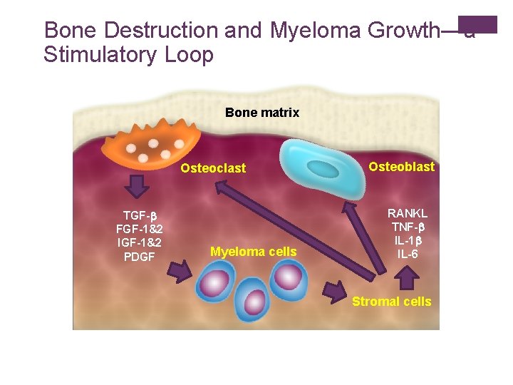 Bone Destruction and Myeloma Growth—a Stimulatory Loop Bone matrix Osteoclast TGF-b FGF-1&2 IGF-1&2 PDGF
