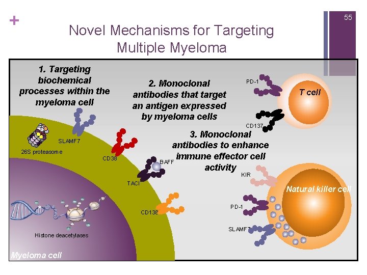 + 55 Novel Mechanisms for Targeting Multiple Myeloma 1. Targeting biochemical processes within the
