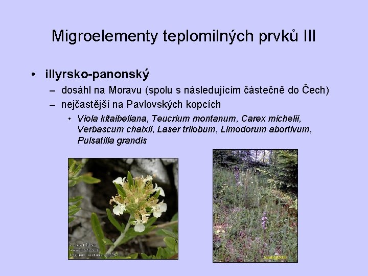 Migroelementy teplomilných prvků III • illyrsko-panonský – dosáhl na Moravu (spolu s následujícím částečně