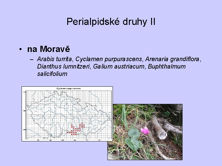 Perialpidské druhy II • na Moravě – Arabis turrita, Cyclamen purpurascens, Arenaria grandiflora, Dianthus