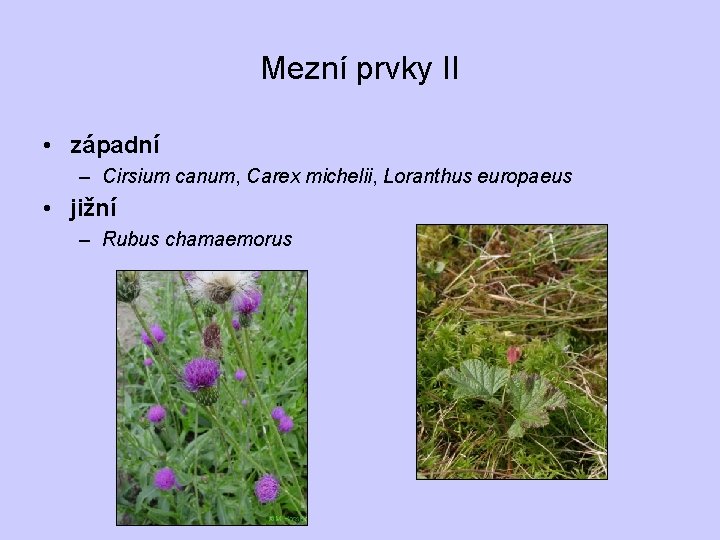 Mezní prvky II • západní – Cirsium canum, Carex michelii, Loranthus europaeus • jižní